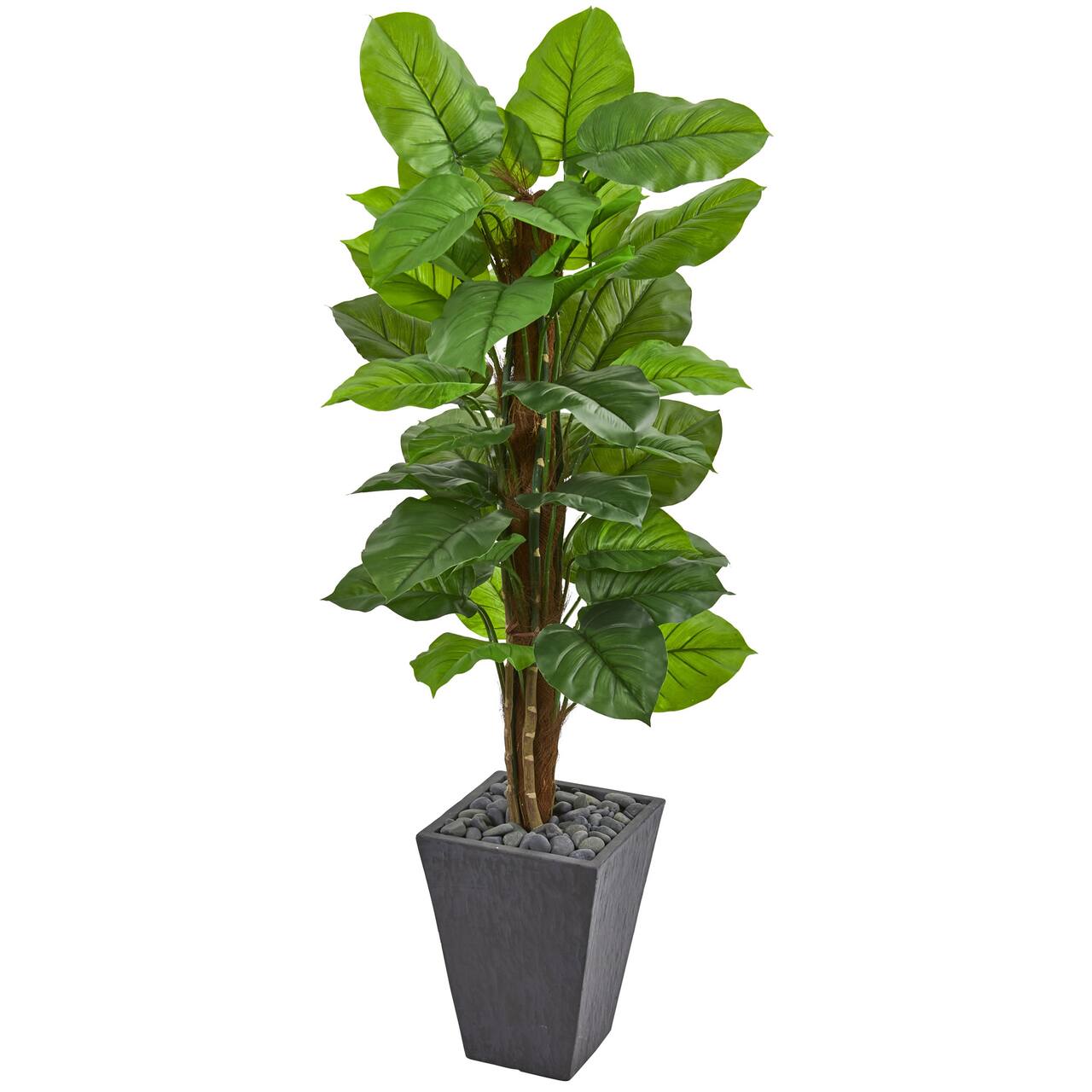 5ft. Large Leaf Philodendron Plant in Slate Planter